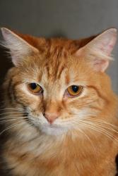 Lost Male Cat last seen Yates hollow and Greasy Crk, Shelbiana, KY 41562