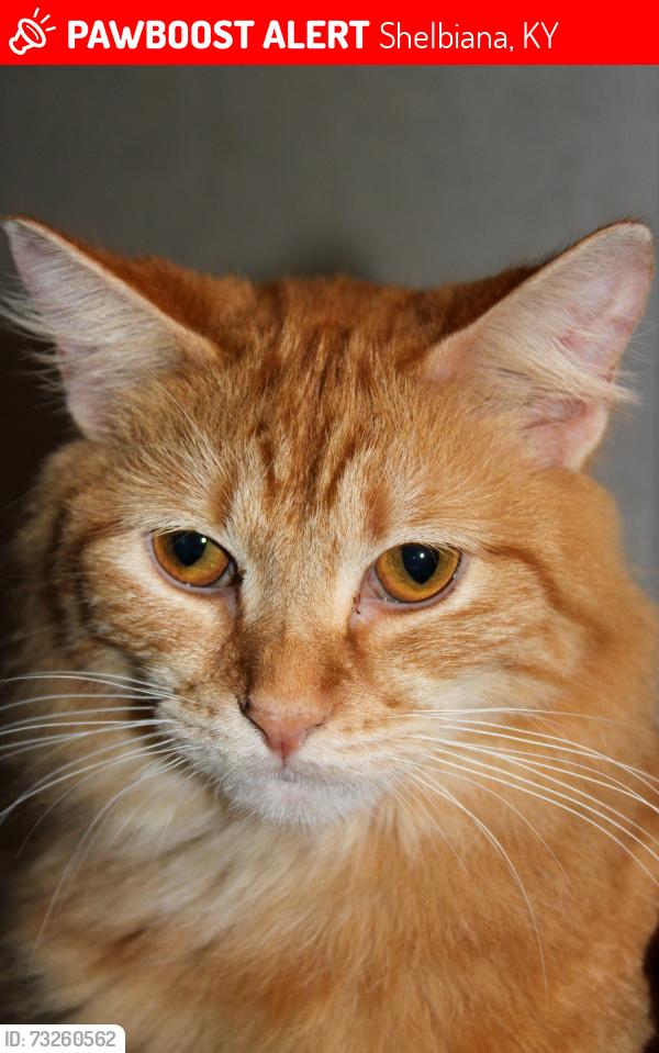 Lost Male Cat last seen Yates hollow and Greasy Crk, Shelbiana, KY 41562