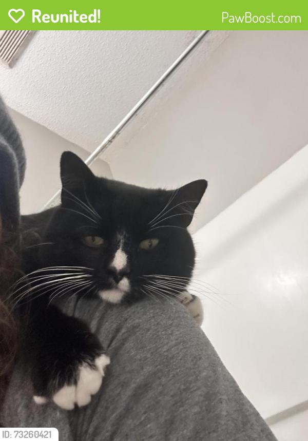 Reunited Male Cat last seen Clemmons Station apmt Homes, Clemmons, NC 27012