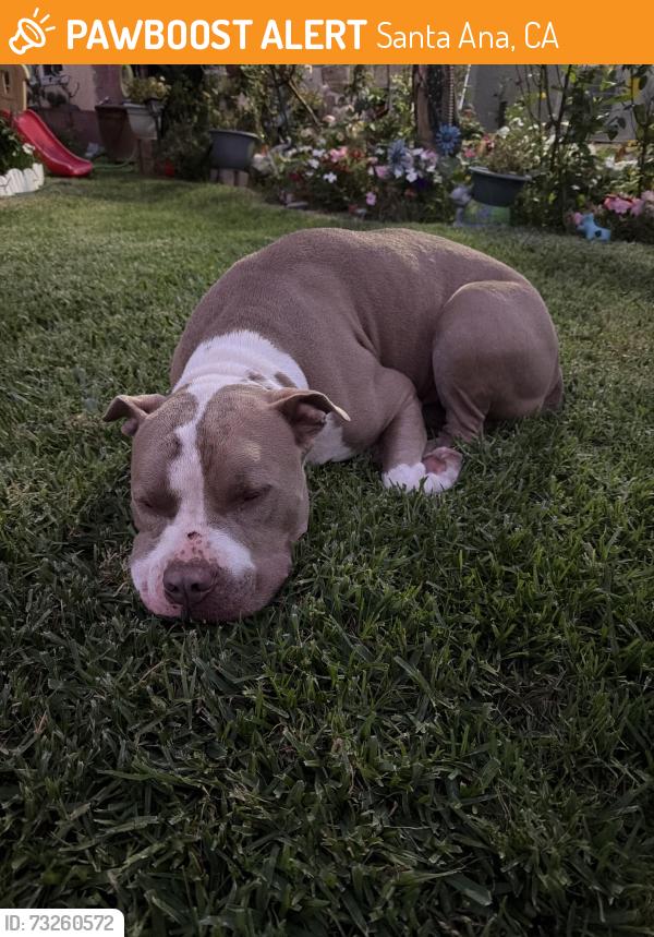 Found/Stray Male Dog last seen Elder & Townsend, Santa Ana, CA 92703