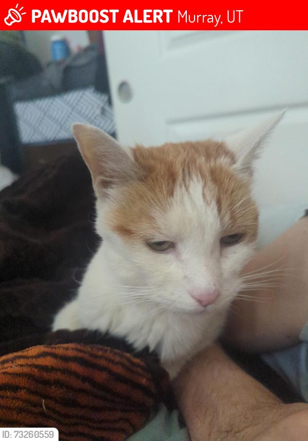 Lost Male Cat last seen Stillwater apmts, Murray, UT 84107