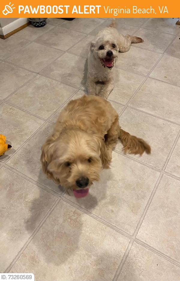 Found/Stray Male Dog last seen Near Kellam rd Virginia beach, Virginia Beach, VA 23462