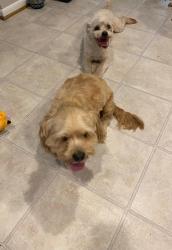 Found/Stray Male Dog last seen Near Kellam rd Virginia beach, Virginia Beach, VA 23462