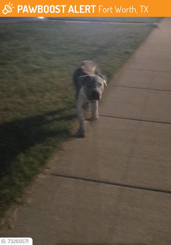 Found/Stray Male Dog last seen Near Vista Heights Blvd, Fort Worth, TX 76108, Fort Worth, TX 76108