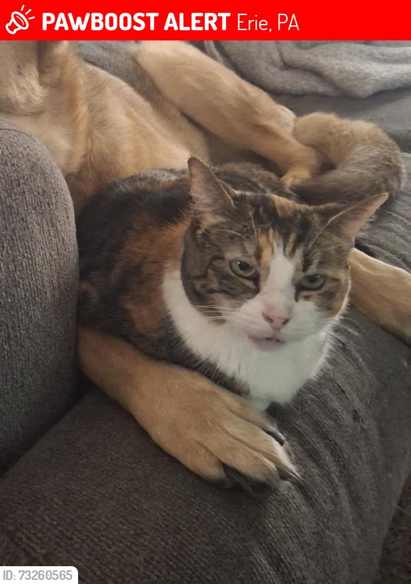 Lost Female Cat last seen 23rd & Perry, Erie, PA 16503