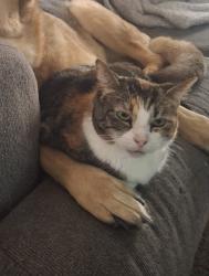 Lost Female Cat last seen 23rd & Perry, Erie, PA 16503