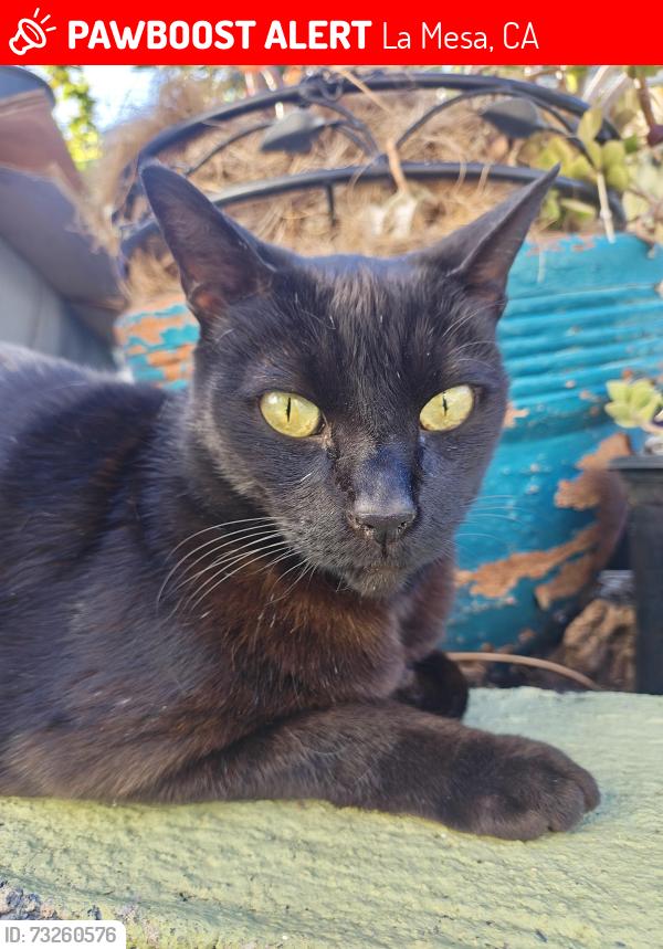 Lost Female Cat last seen University ave and olive south side, La Mesa, CA 91942