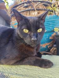 Lost Female Cat last seen University ave and olive south side, La Mesa, CA 91942