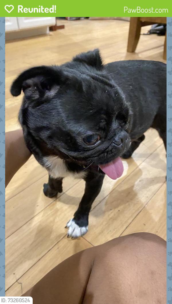 Reunited Female Dog last seen Near Alma Dr, Plano, TX 75023, USA, Plano, TX 75023