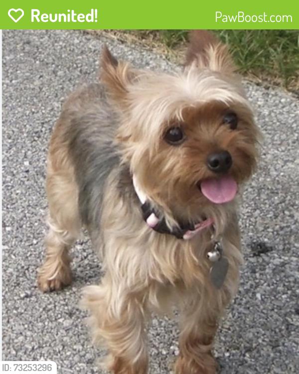 Reunited Female Dog last seen 9th and Ralston, Reno, NV 89503