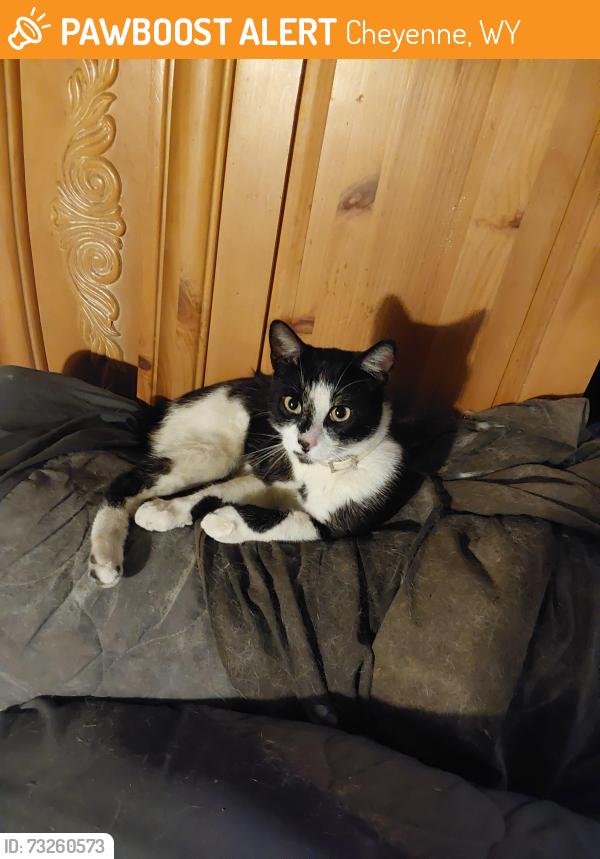 Found/Stray Male Cat last seen E. 6th st. E. 7th st, Cheyenne, WY 82007