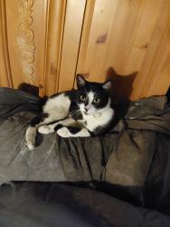 Found/Stray Male Cat last seen E. 6th st. E. 7th st, Cheyenne, WY 82007