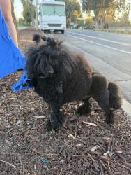 Found/Stray Male Dog last seen Palo Alto Golf Links, Palo Alto, CA 94303