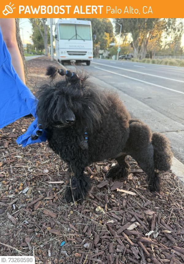 Found/Stray Male Dog last seen Palo Alto Golf Links, Palo Alto, CA 94303