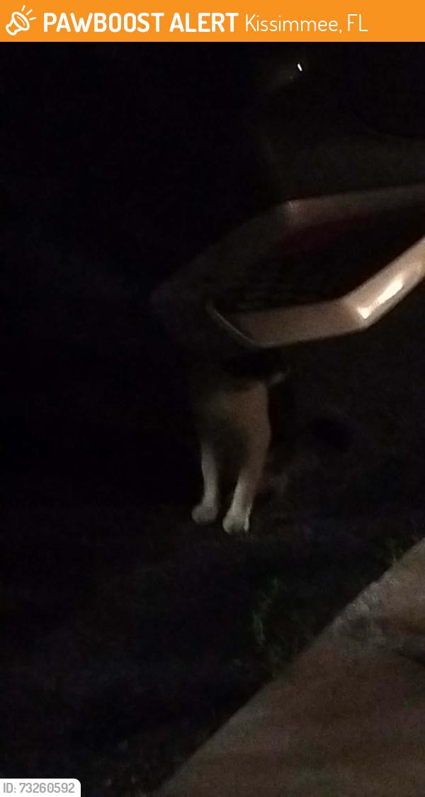 Found/Stray Male Cat last seen Heron lake apmts, Kissimmee, FL 34741