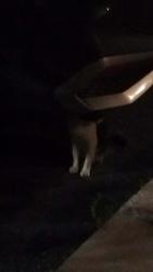 Found/Stray Male Cat last seen Heron lake apmts, Kissimmee, FL 34741
