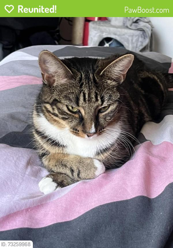 Reunited Female Cat last seen Paxton Vets, Selhurst Football Stadium, Greater London, England SE25 6JY