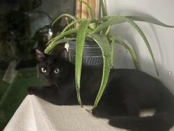 Lost Male Cat last seen 14th Ave and Indianola, Columbus, OH 43201