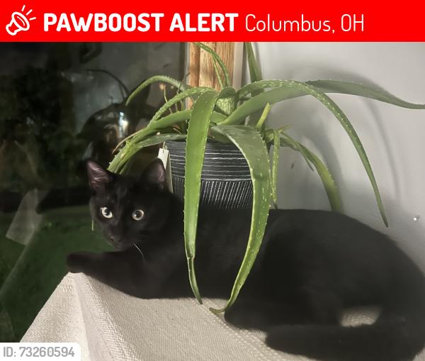 Lost Male Cat last seen 14th Ave and Indianola, Columbus, OH 43201