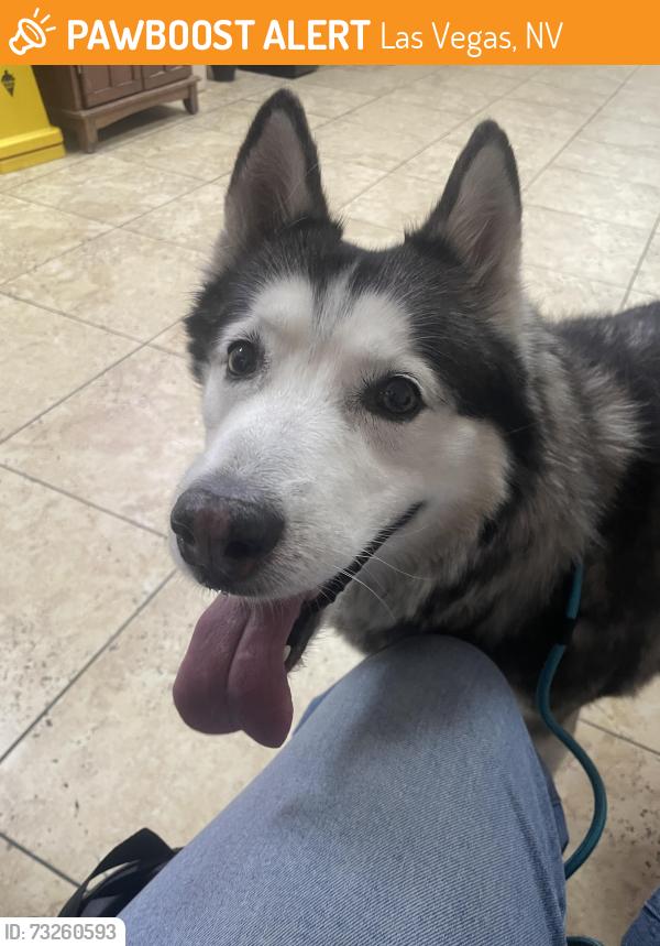 Found/Stray Female Dog last seen Torrey Pines & Gunderson, Las Vegas, NV 89103