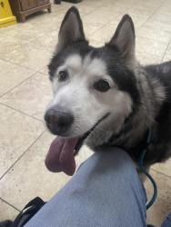 Found/Stray Female Dog last seen Torrey Pines & Gunderson, Las Vegas, NV 89103