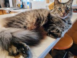 Reunited Male Cat last seen River Ranch mobile home park, Victorville, CA 92395