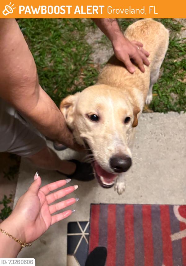 Found/Stray Male Dog last seen US HWY 27 Groveland, Groveland, FL 34737