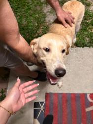 Found/Stray Male Dog last seen US HWY 27 Groveland, Groveland, FL 34737