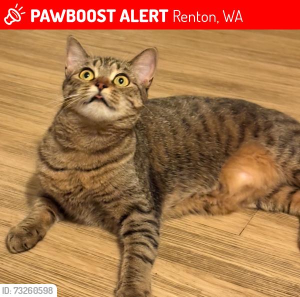 Lost Female Cat last seen Near NE 9th St & 35th Ave NE, Renton, Renton, WA 98056