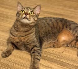 Lost Female Cat last seen Near NE 9th St & 35th Ave NE, Renton, Renton, WA 98056