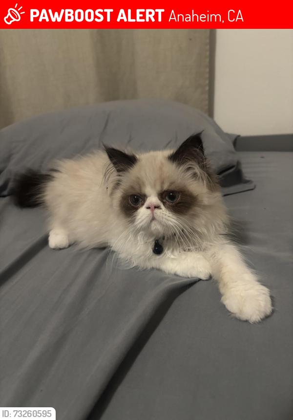 Lost Female Cat last seen La Palma, Citron, Paseo Village, Mayfair area to be exact, Anaheim, CA 92801