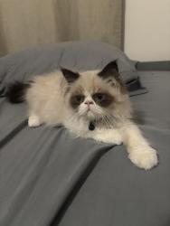 Lost Female Cat last seen La Palma, Citron, Paseo Village, Mayfair area to be exact, Anaheim, CA 92801