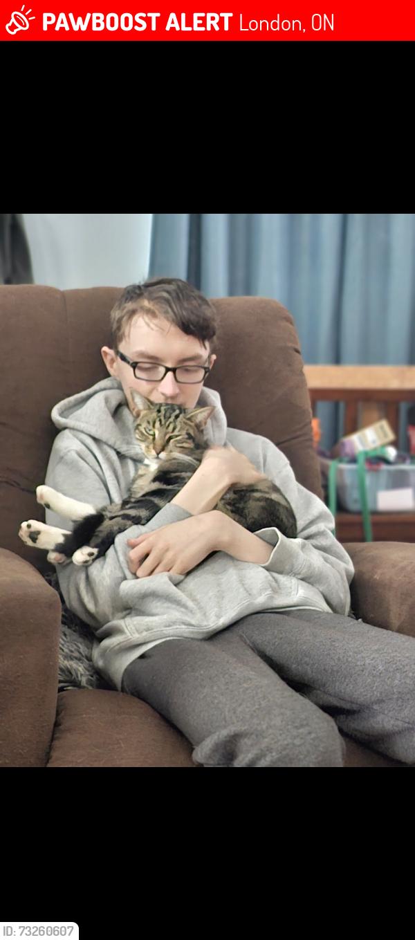Lost Male Cat last seen Hale and Trafalgar, London, ON 