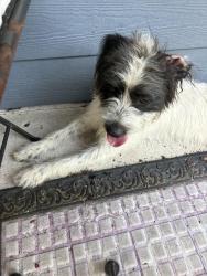 Found/Stray Male Dog last seen Hemlock St between Berkley and Junius, Houston, TX 77012