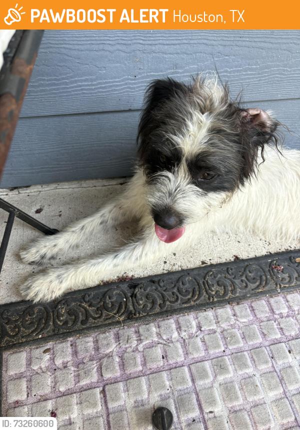 Found/Stray Male Dog last seen Hemlock St between Berkley and Junius, Houston, TX 77012