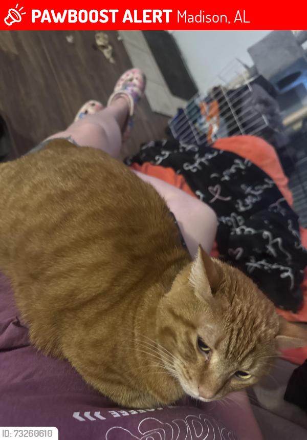 Lost Male Cat last seen Mill Street Madison Al, Madison, AL 35758