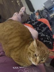 Lost Male Cat last seen Mill Street Madison Al, Madison, AL 35758