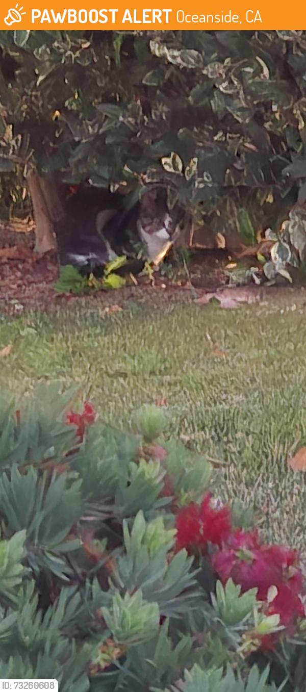Found/Stray Unknown Cat last seen Marblehead Bay Dr & Cardiff Dr, Oceanside, CA 92057