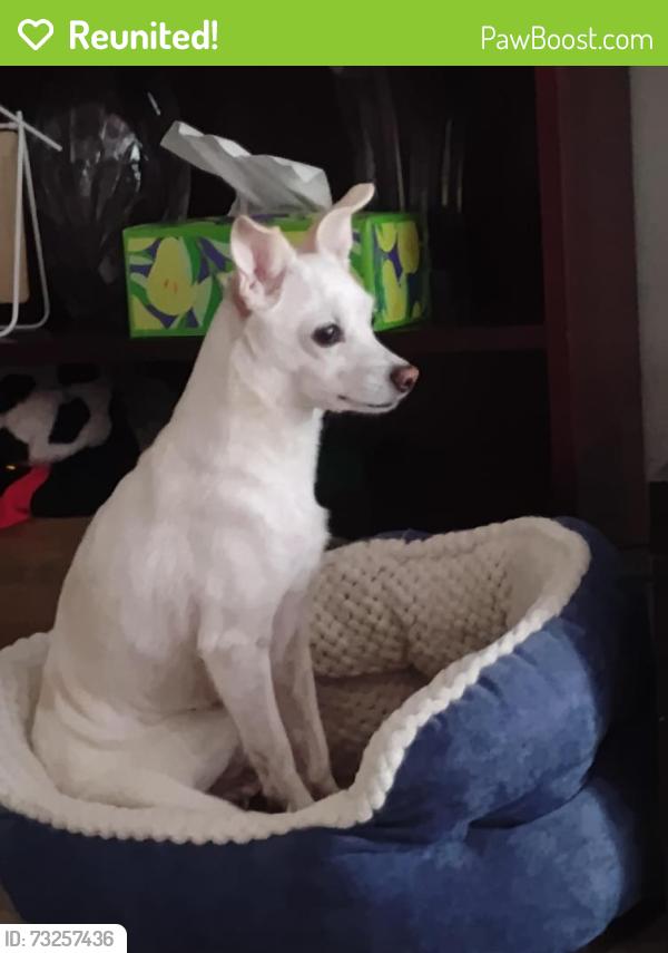 Reunited Male Dog last seen Rockland village Chantilly VA, Chantilly, VA 20151