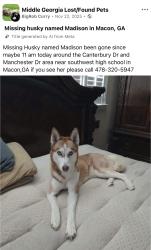 Lost Female Dog last seen Toco Hills, North Druid Hills, GA 30329