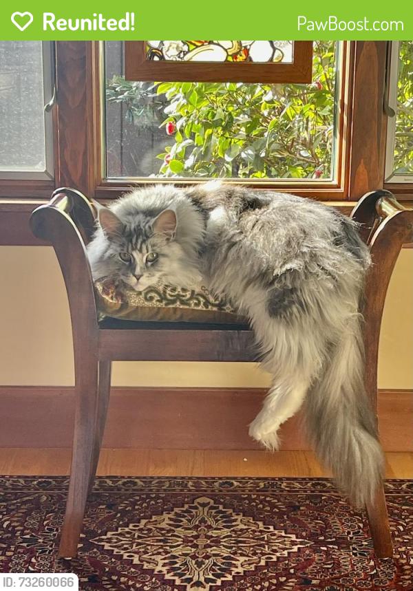 Reunited Female Cat last seen Del Mar and Cañon, San Diego, CA 92106