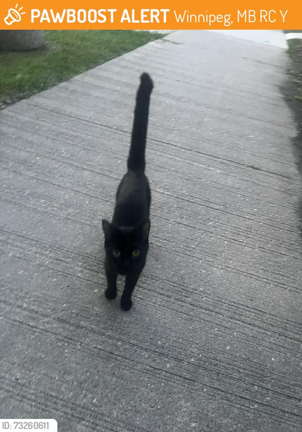 Found/Stray Unknown Cat last seen Near spence street, Winnipeg, MB R3C 1Y5