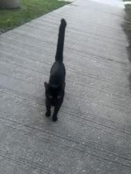 Found/Stray Unknown Cat last seen Near spence street, Winnipeg, MB R3C 1Y5