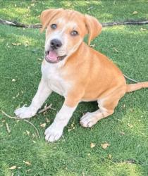 Shelter Stray Male Dog last seen NILES CANYON AND MISSION BLVD, 1950 Stevenson Blvd, Fremont, CA 94538, USA