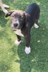 Shelter Stray Male Dog last seen NILES CANYON AND MISSION BLVD, 1950 Stevenson Blvd, Fremont, CA 94538, USA