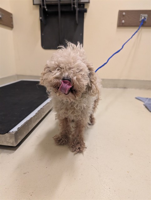 Shelter Stray Female Dog last seen ROSE WAY, 1950 Stevenson Blvd, Fremont, CA 94538, USA