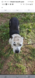 Lost Male Dog last seen Hueytown road, Hueytown, AL 35023