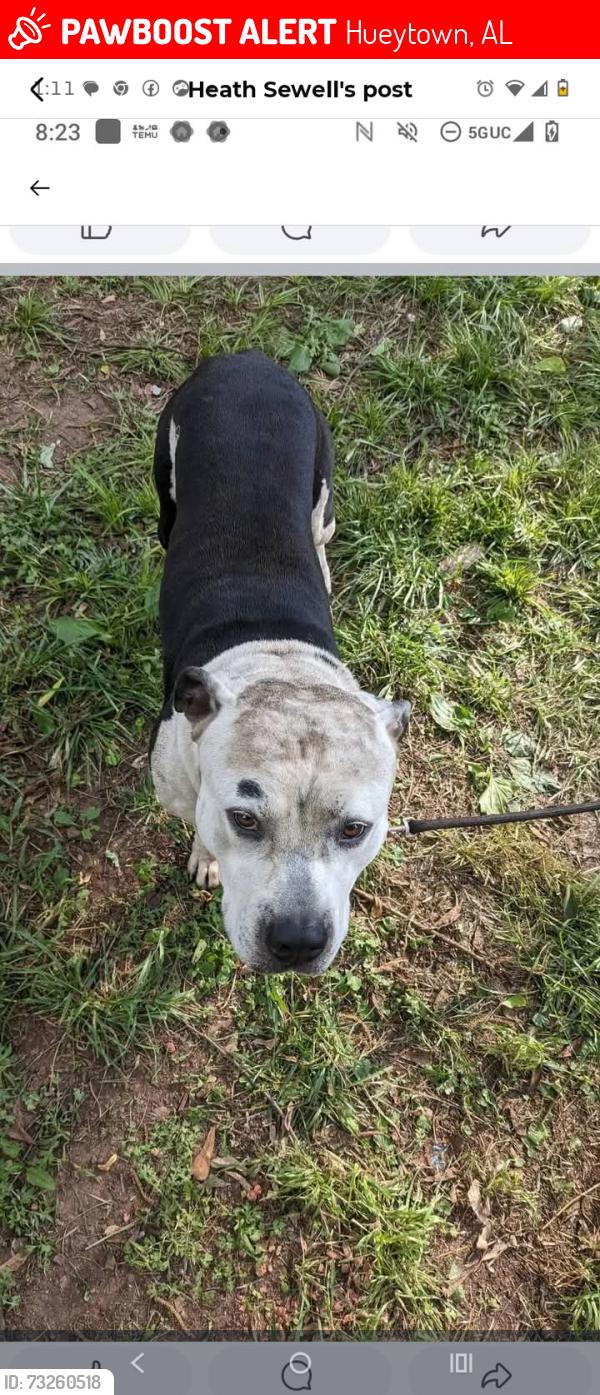Lost Male Dog last seen Hueytown road, Hueytown, AL 35023