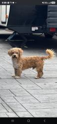 Reunited Male Dog last seen I Street and Broadway Ave in Chula Vista. Close to Walgreens and Discount Tires, Chula Vista, CA 91910