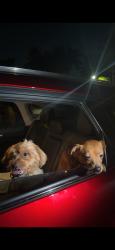 Found/Stray Female Dog last seen Miramar Lakes apmts, Miramar, FL 33025